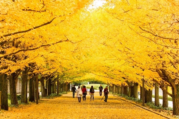 Du lịch Nhật Bản vào mùa thu
